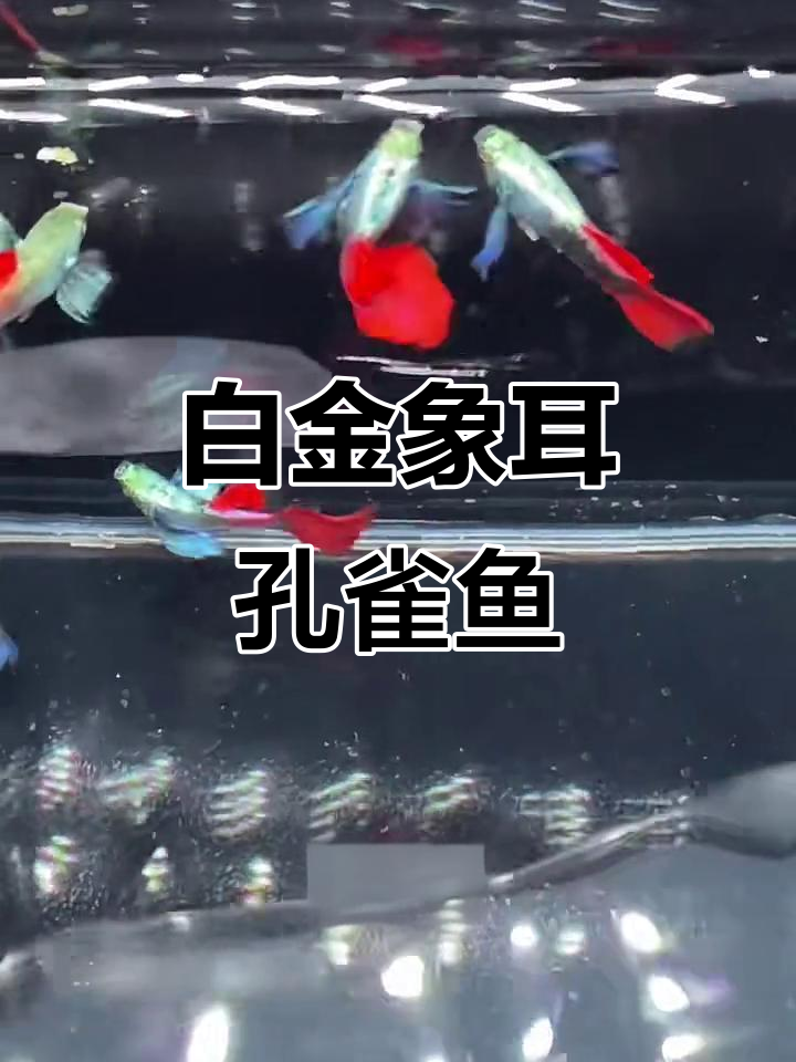 台湾白金象耳孔雀鱼:高观赏价值,轻松饲养技巧