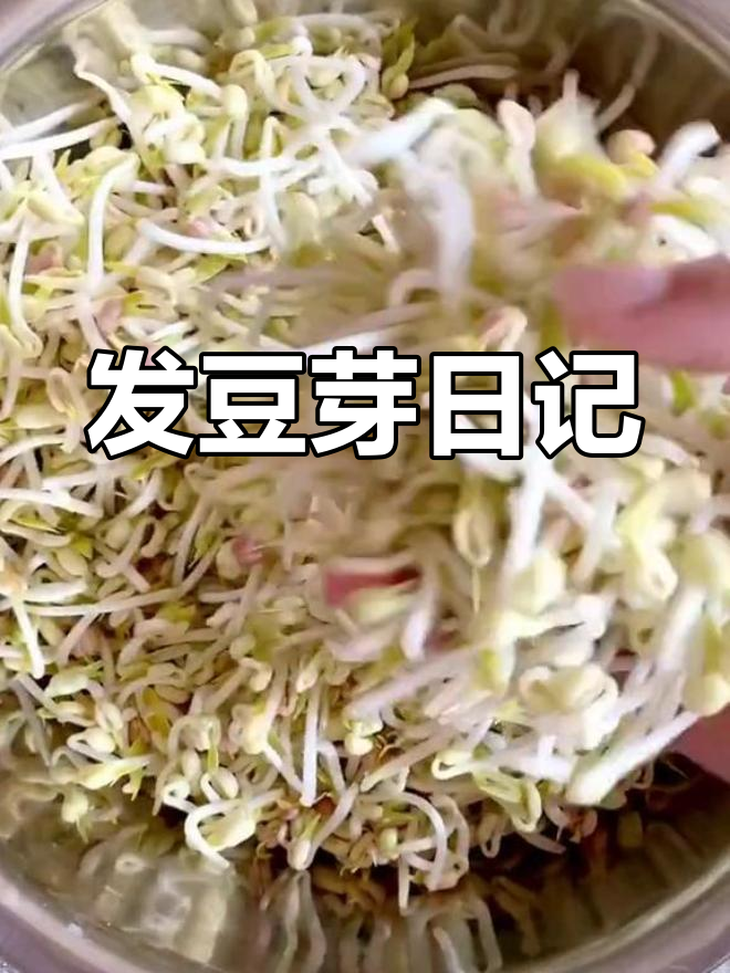 绿豆芽生长全过程,三天见效
