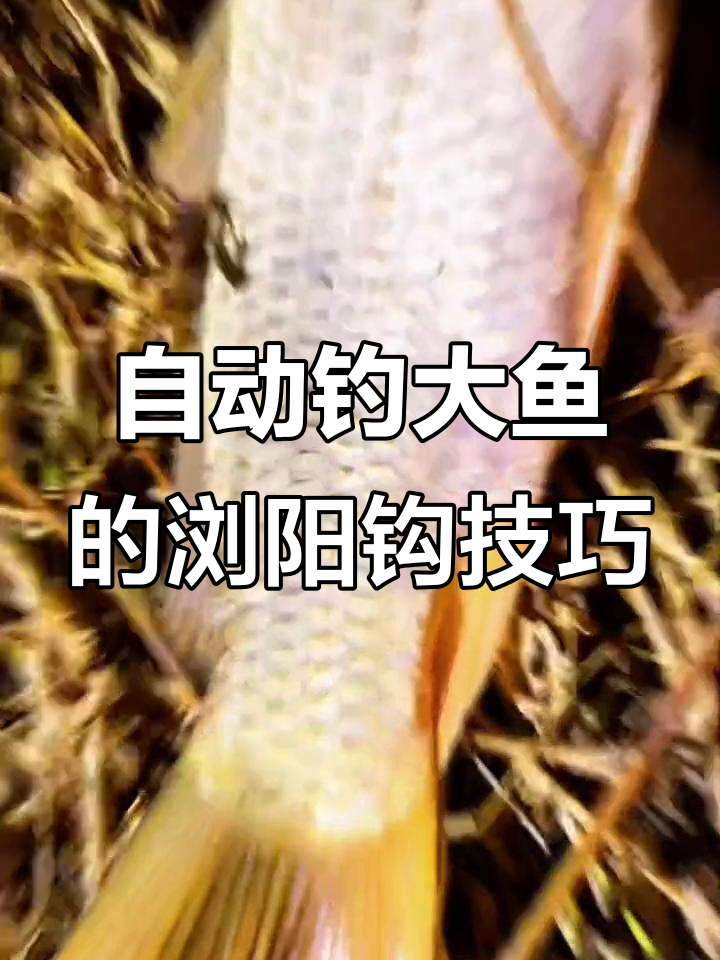 浏阳钩钓法揭秘:无需海竿,自动钓鱼更轻松