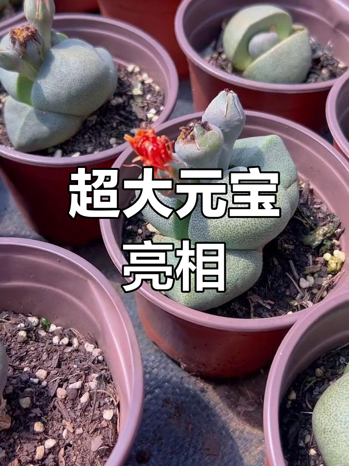 大元宝来啦!看看这颗多肉植物,超值福利等你拿