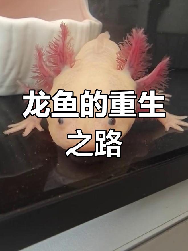 水霉让我的龙鱼重归起点,一切努力付诸东流!