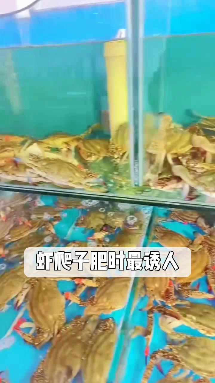 虾爬子肥时最诱人