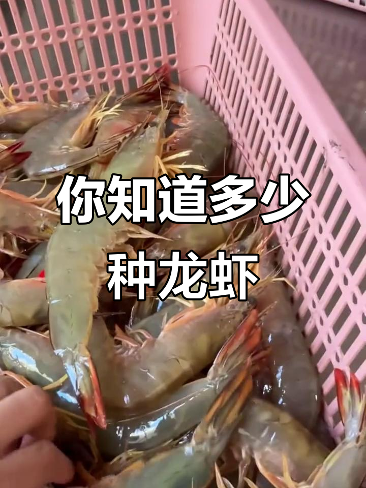 17种不同品种的龙虾，你吃过几种？