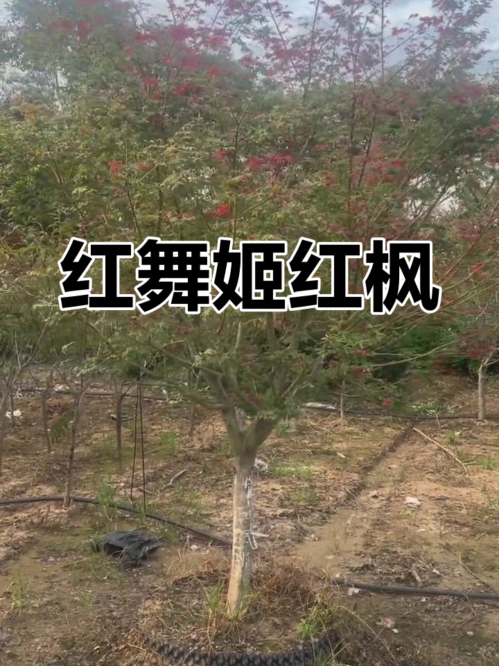 日本红枫“红母鸡”庭院必备,高颜值又霸气