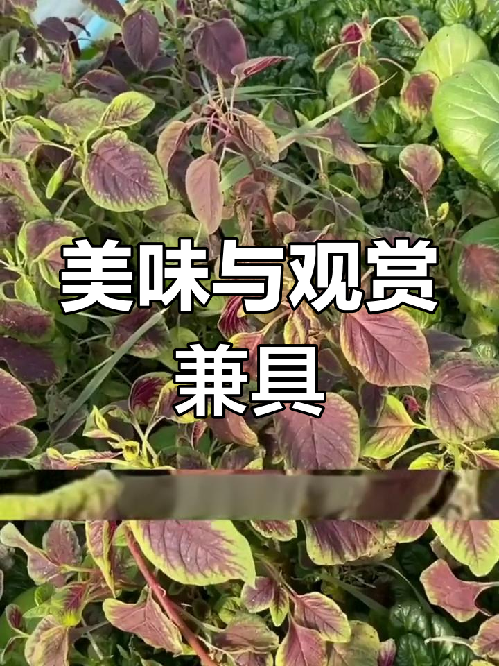 红叶苋菜,既美观又营养,凉拌吃法让人停不下来