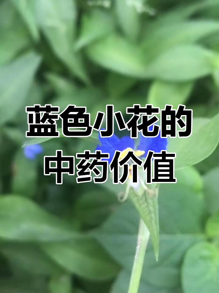 南通中草药探秘:碧蝉花与鸭跖草