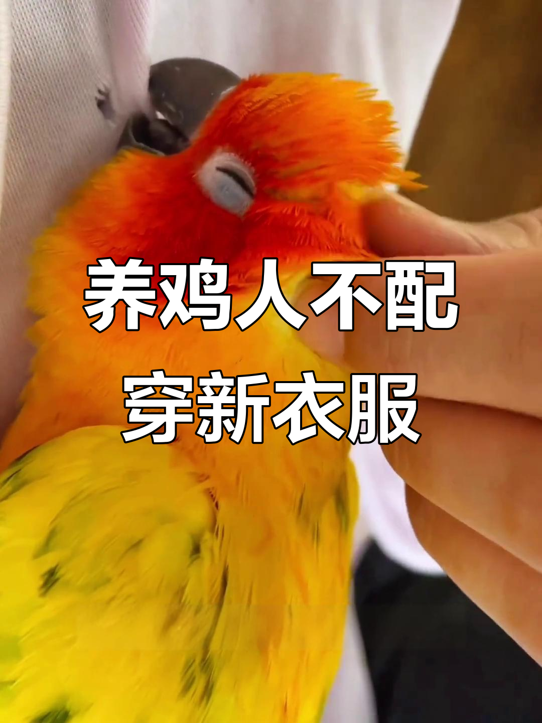 小鸡的专属定制:养鸡人新衣背后的秘密