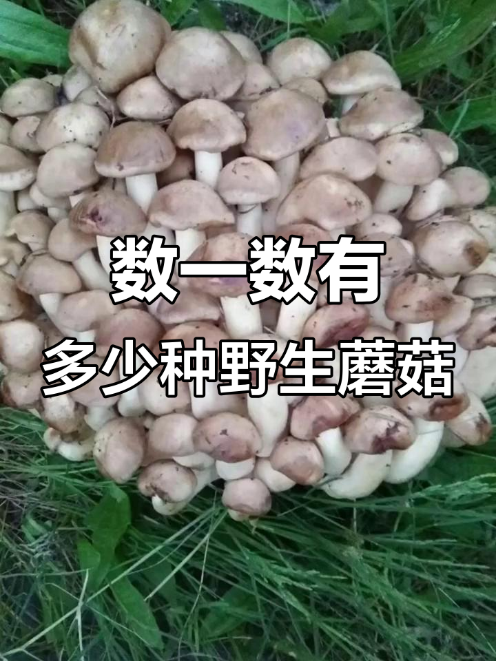 野蘑菇种类大揭秘,看看你能数出多少种
