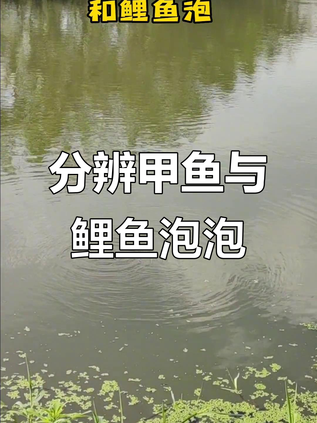 如何区分甲鱼泡和鲤鱼泡?掌握钓甲鱼的技巧