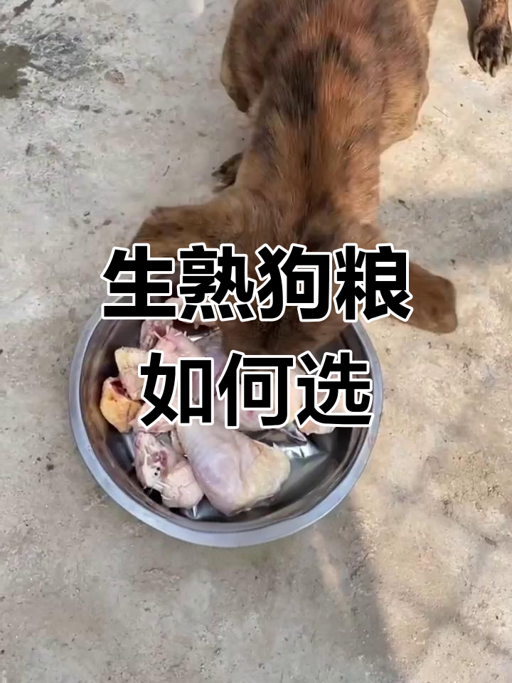 狗狗吃生肉还是熟食?营养与风险全解析