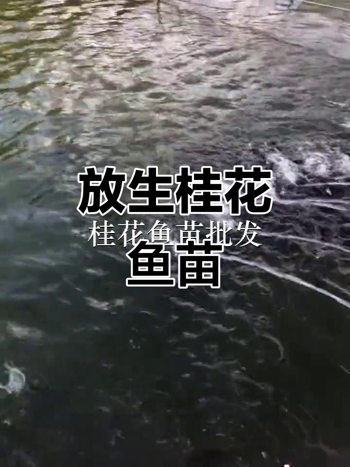 深圳罗湖与东莞虎门鱼苗场放生,桂花鱼苗助力生态保护