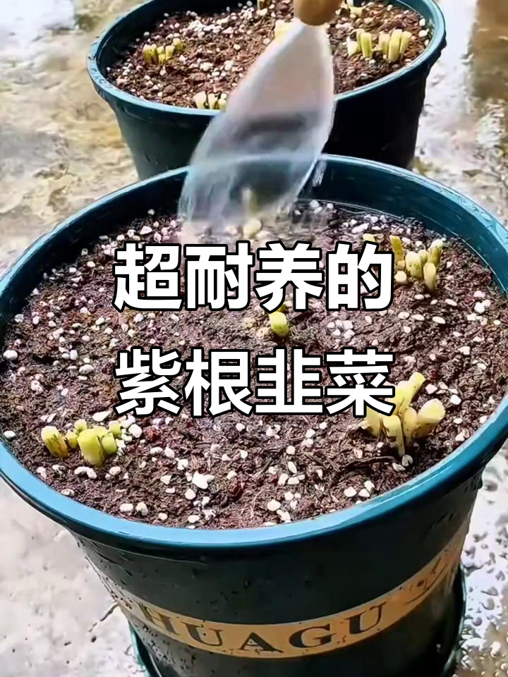 紫根宽叶韭菜,阳台小院轻松种,四季常吃鲜嫩美味