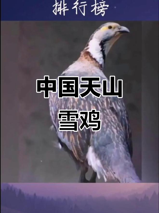 天山雪鸡：中国十大名鸡之一，美味与珍稀并存