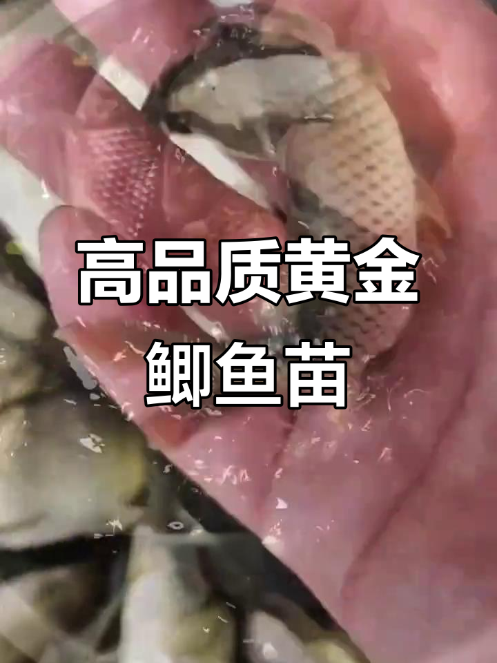 黄金鲫鱼苗:生长快、成活率高,肉质鲜美无刺