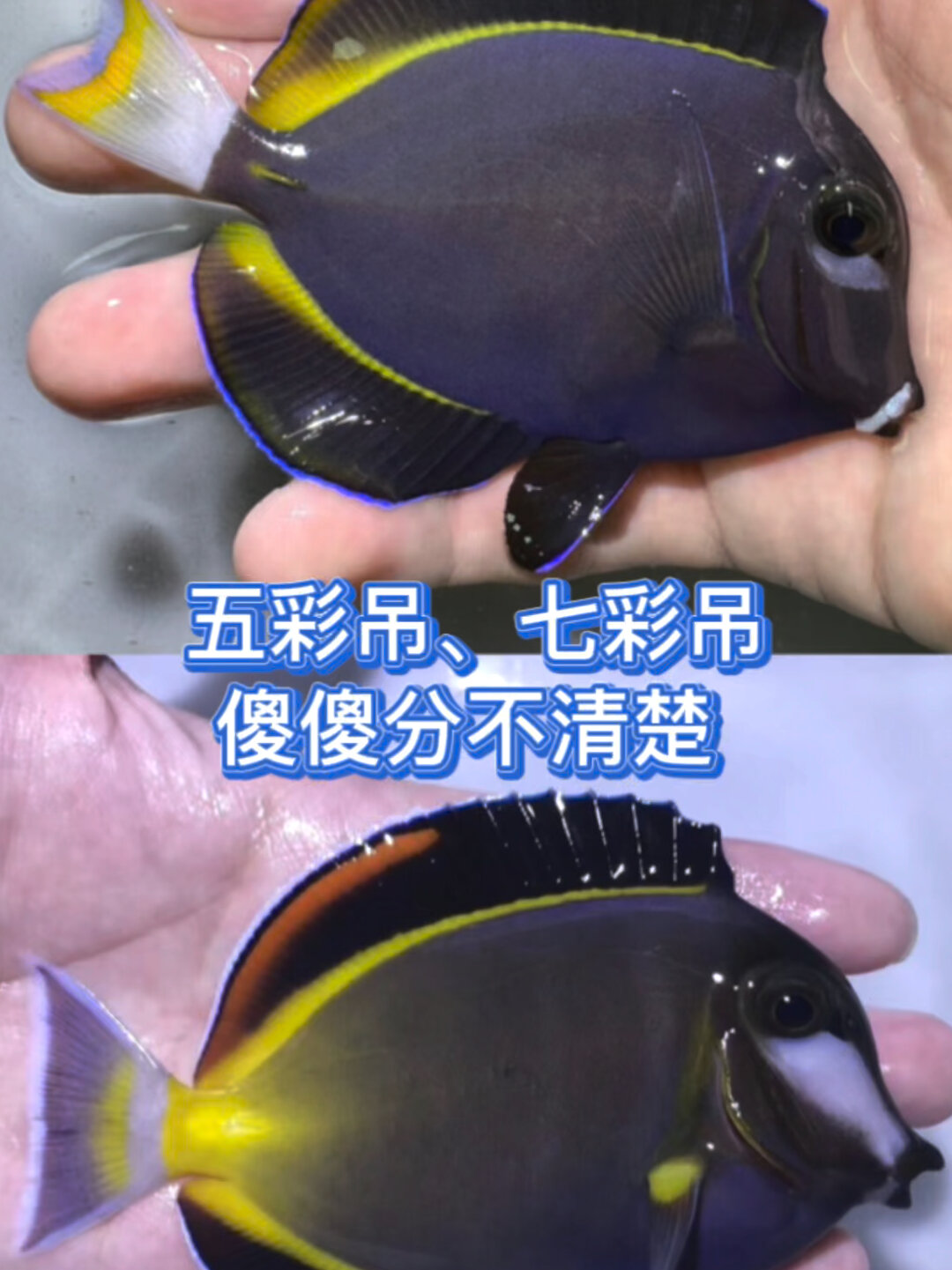 五彩吊、七彩吊是不是傻傻分不清楚