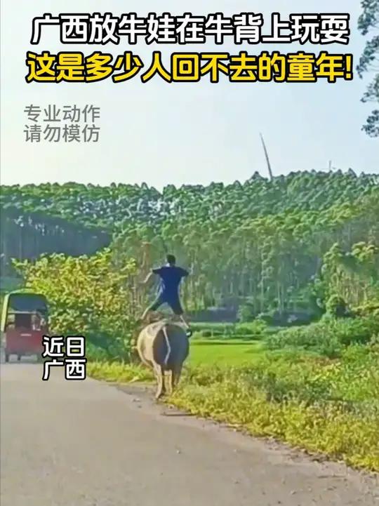 广西放牛娃在牛背上玩耍,这是多少人回不去的童年!网友:这一刻,“牧童骑黄牛,歌声震林樾”具