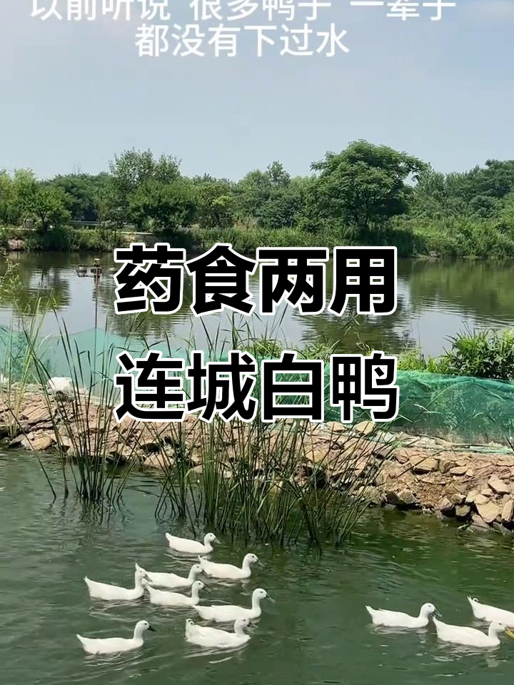 湖北连城白鸭:鲜嫩美味,药用价值高
