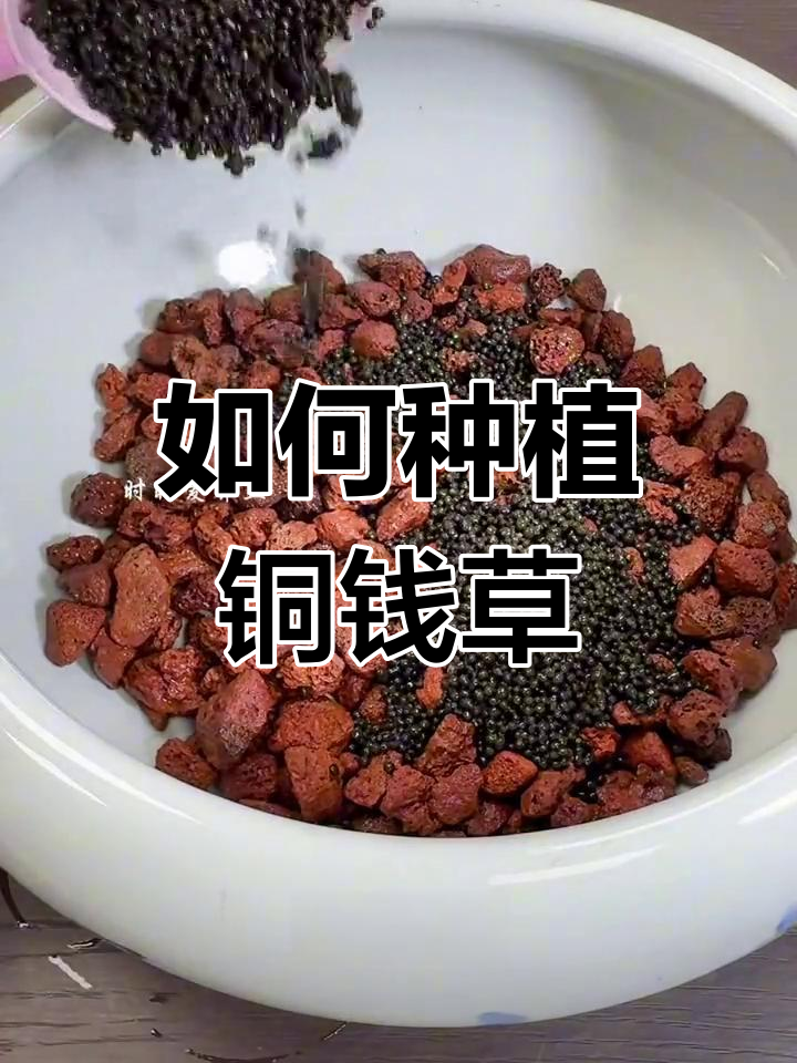 铜钱草种在鱼缸的简单方法
