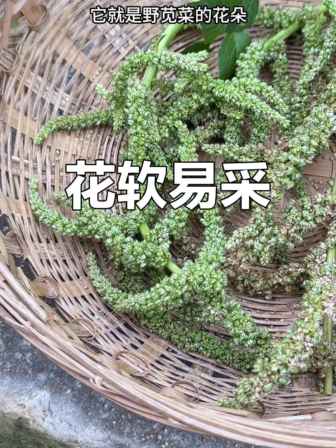 野苋菜花柔软,常被村民采摘回家