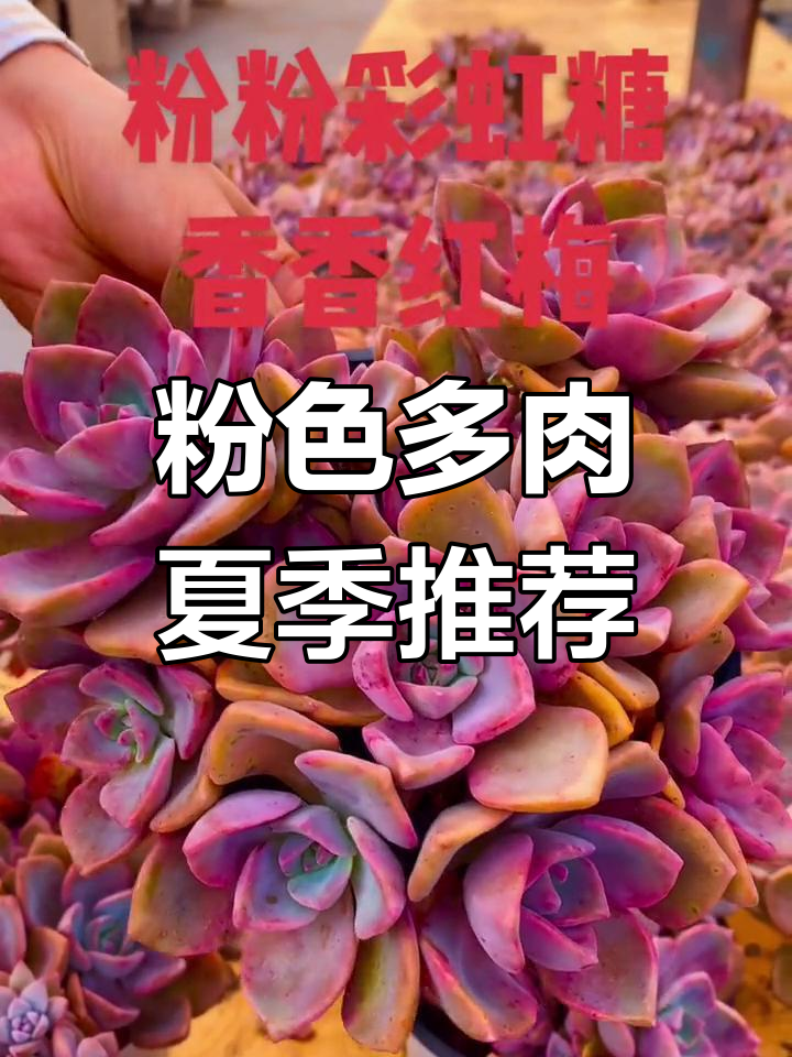 彩虹糖般的粉嫩多肉,夏天必备可爱植物