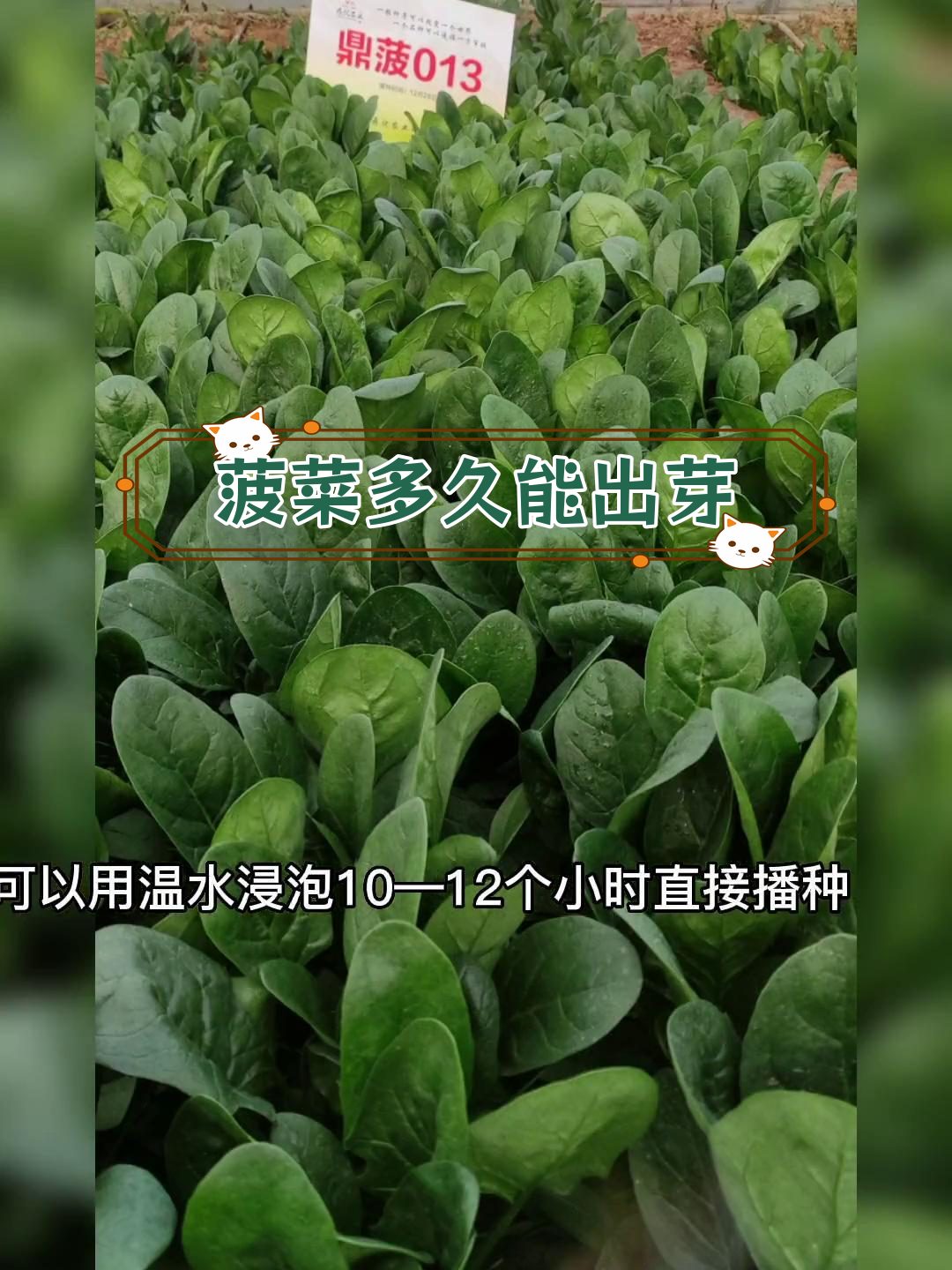 菠菜发芽出土时间解析