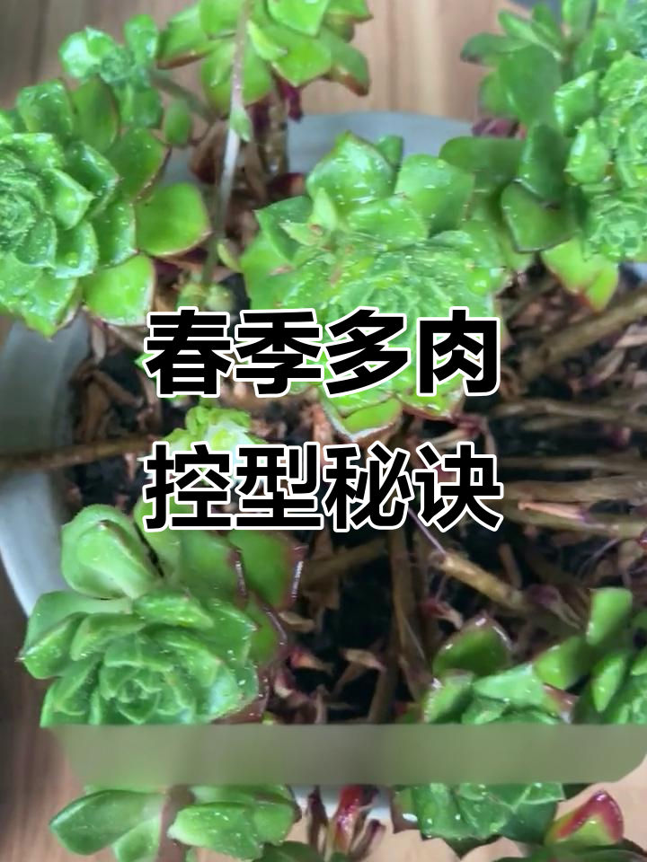 多肉植物春季控型技巧,矮壮素与龅芽素的完美配合