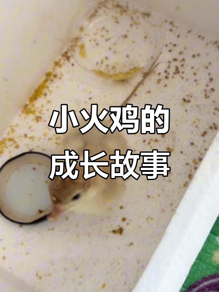 人工孵化火鸡,孤独小火鸡找到了新伙伴