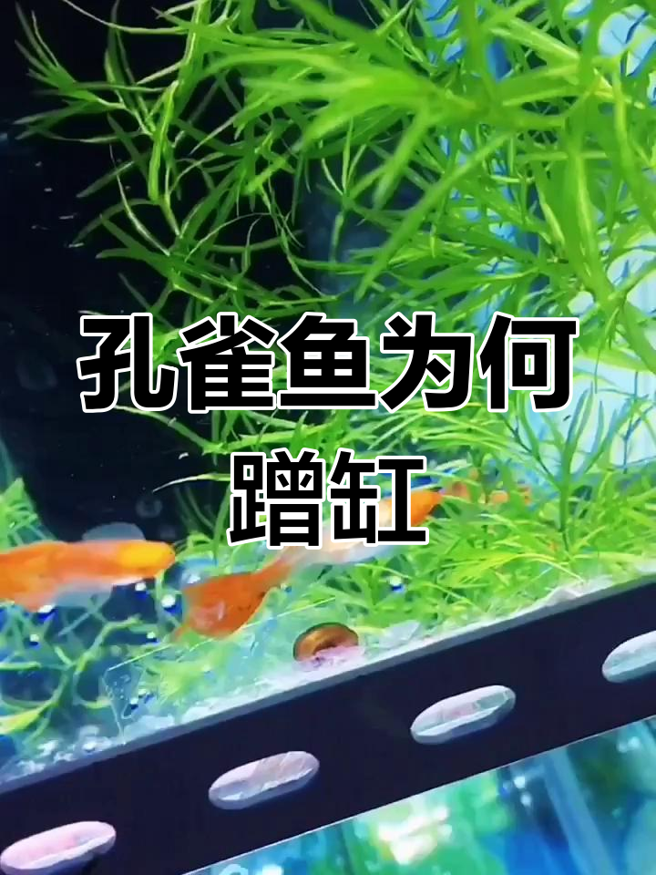 孔雀鱼蹭缸原因大揭秘:寄生虫与水质问题解析