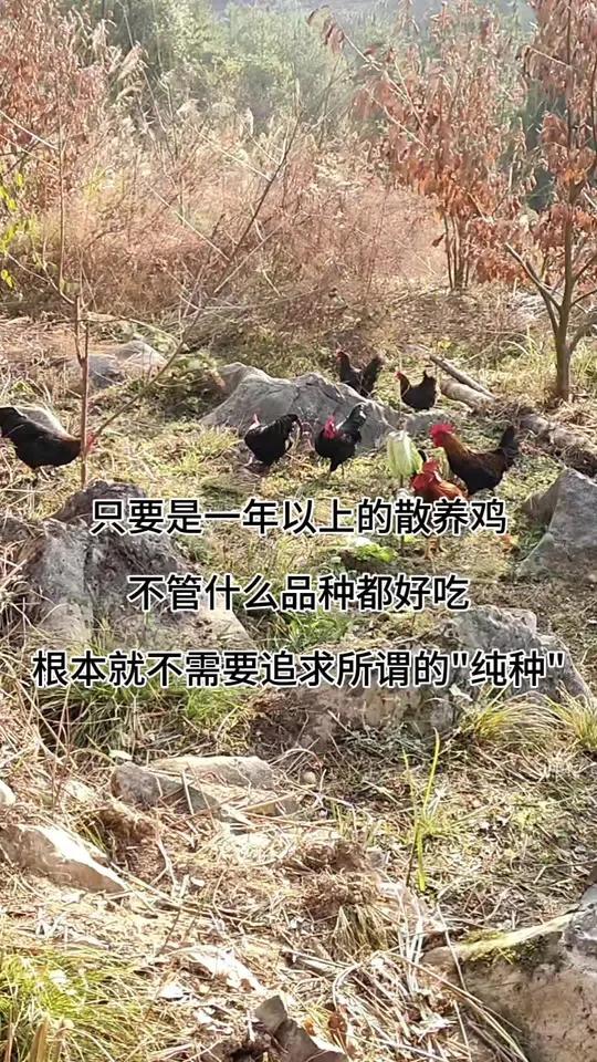 只要是一年以上的散养鸡,什么品种都好吃,根本无需追求纯种!#养鸡 #养鸡小妙招 #养鸡技术