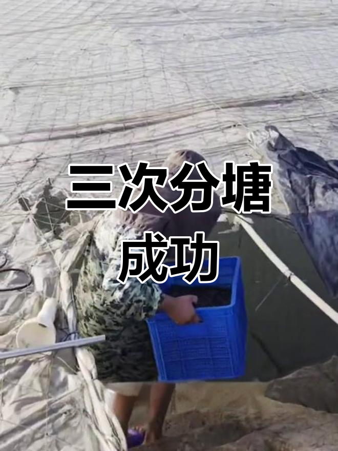 云南淡水虾养殖基地再获突破,成活率高达90%