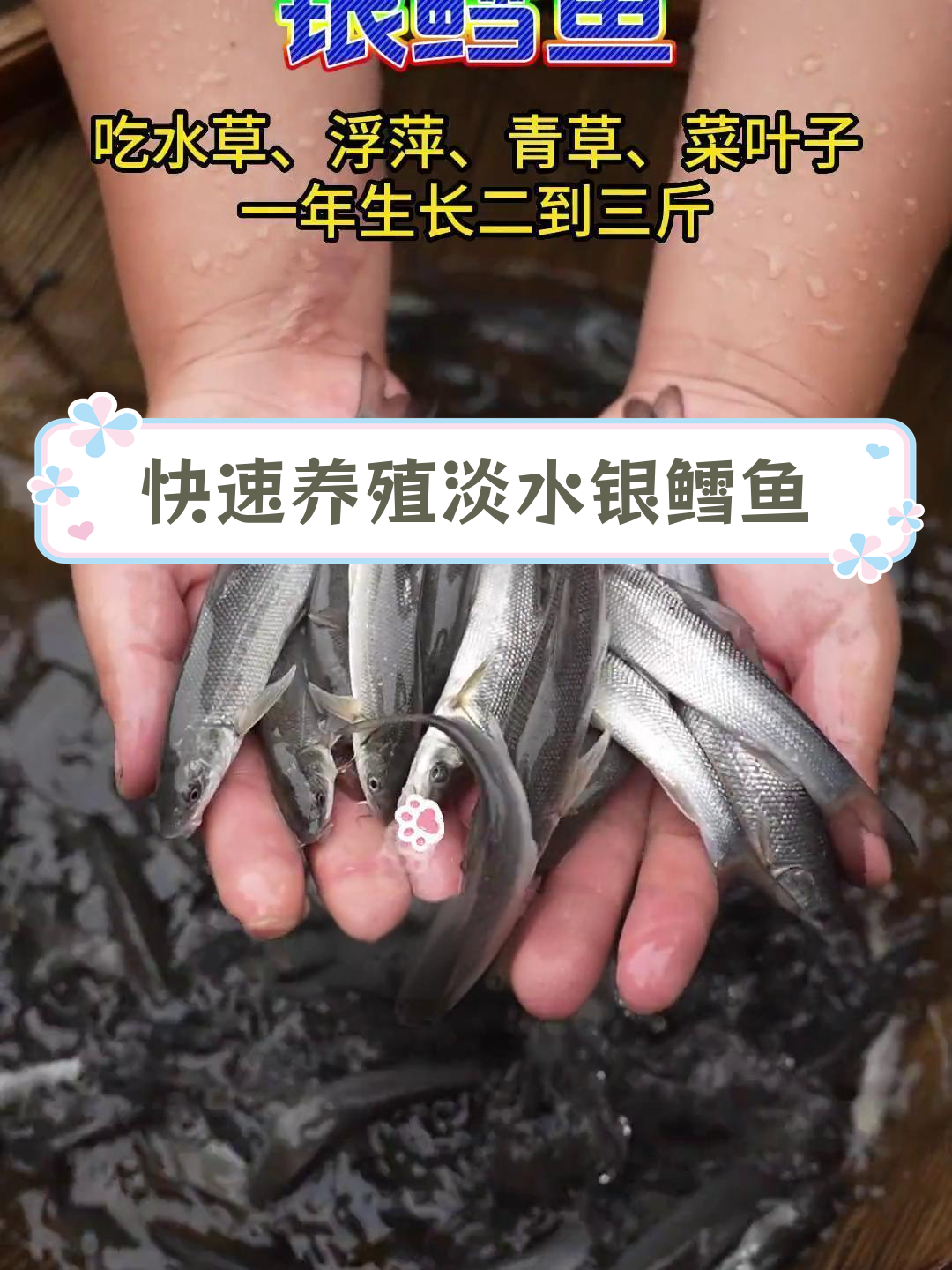 淡水银鳕鱼养殖前景广阔,生长快利润高