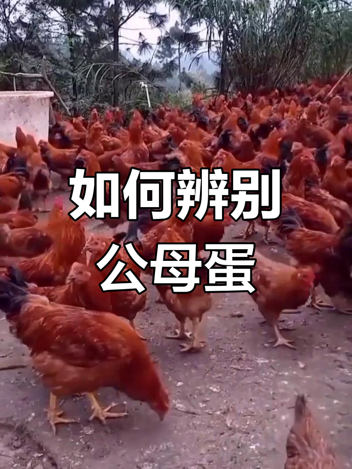 母鸡孵化小技巧,如何分辨公母鸡蛋