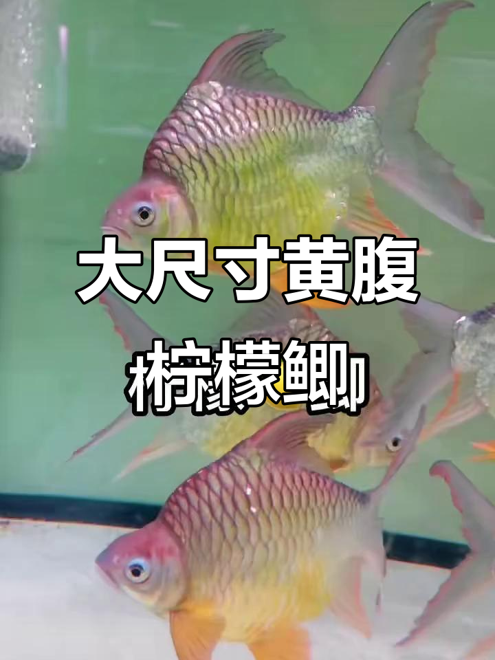 超大柠檬鲫,40厘米球体元宝鲫惊艳登场