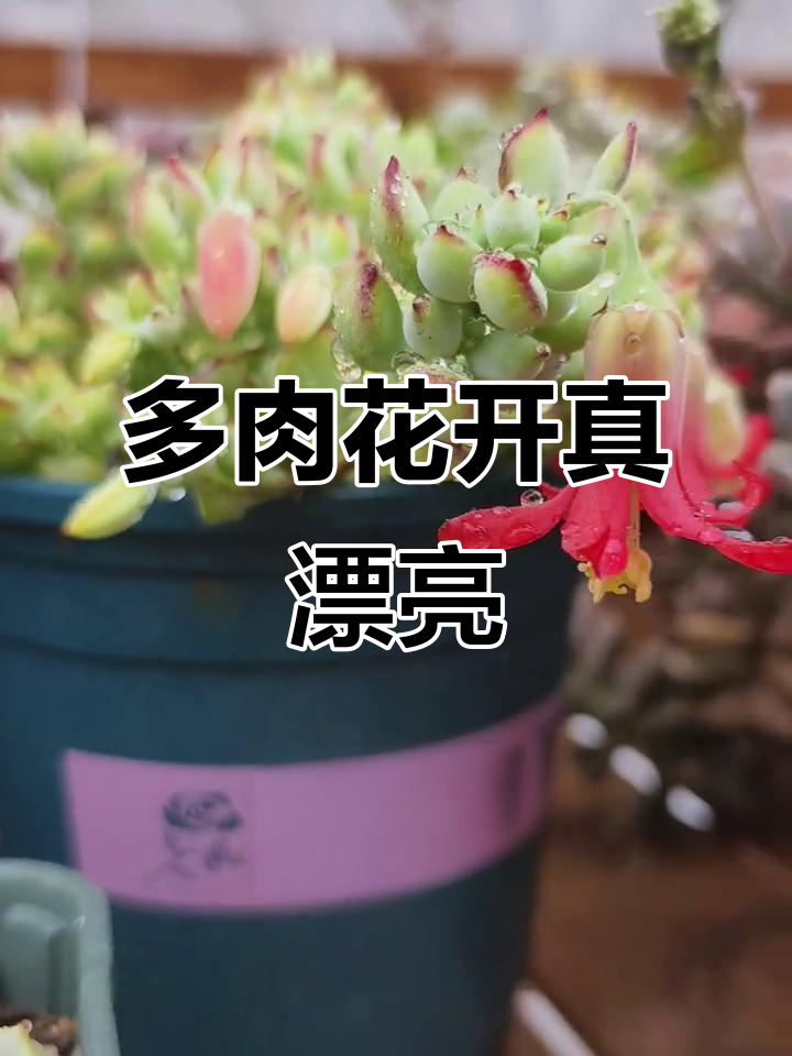 达摩福娘多肉开花惊艳,太美了!