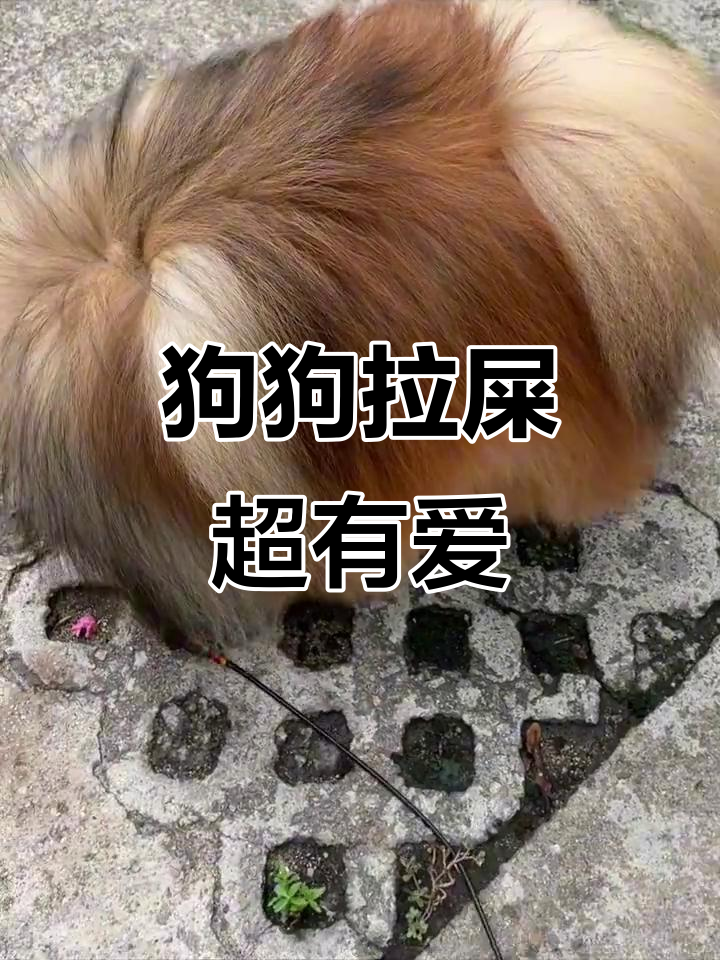 小狗拉粑粑太可爱了,快来看谁家的更萌!