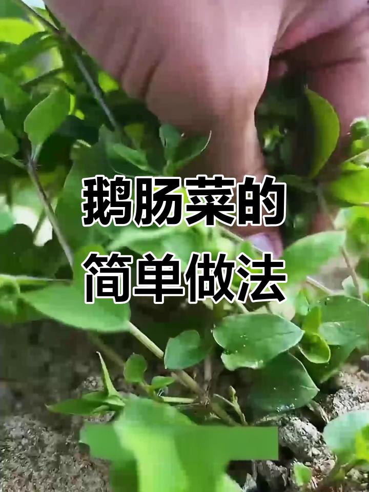 鹅肠菜与红枣的奇妙搭配,90岁老奶奶的健康小秘方