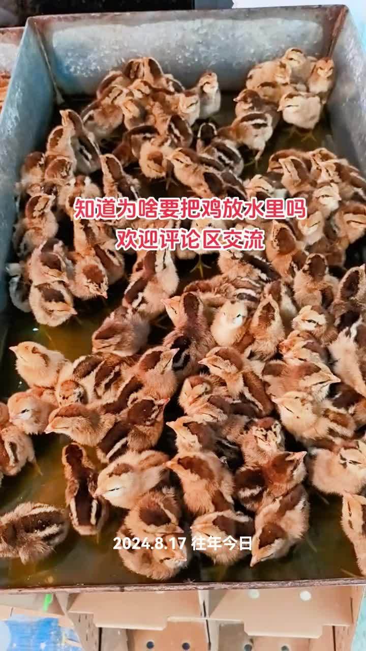 养殖 鸡鸭鹅养殖 家禽养殖 优质鸡苗 农村创业养殖