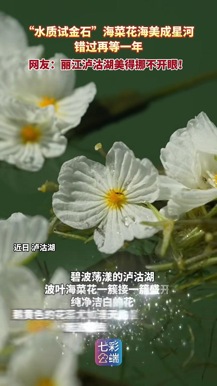 丽江泸沽湖：“水质试金石”海菜花海美成星河，错过再等一年 最美中国