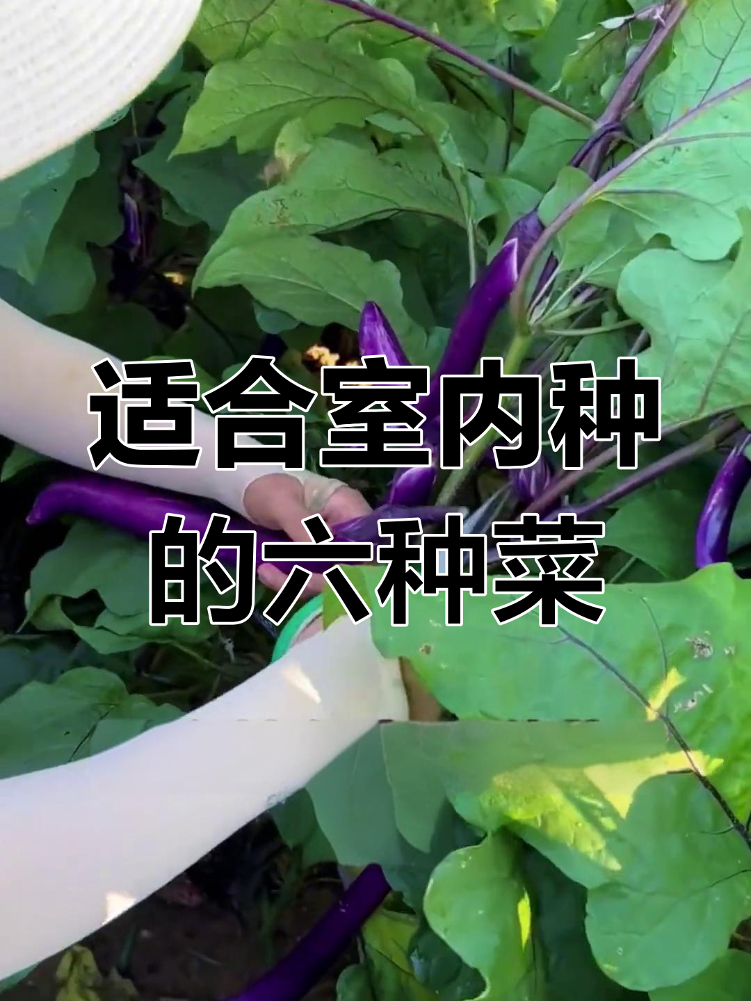 6种耐阴蔬菜,家里光照不足也能长得好