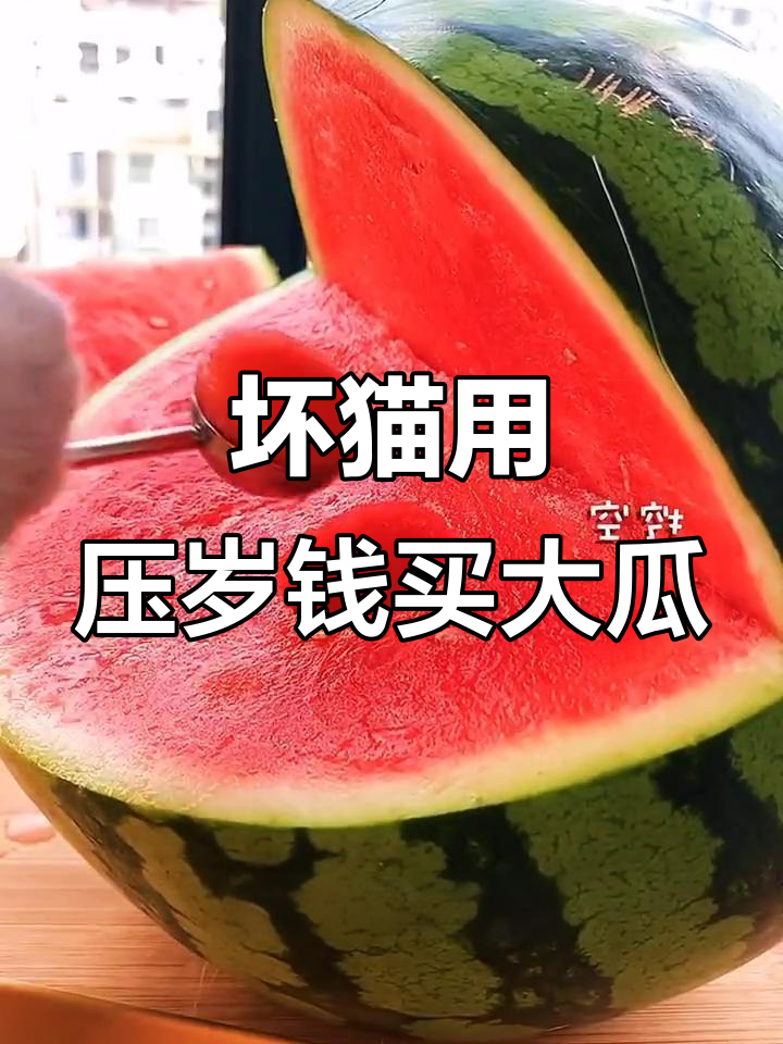 这只猫咪太调皮,用压岁钱买西瓜做鲨鱼吓我!