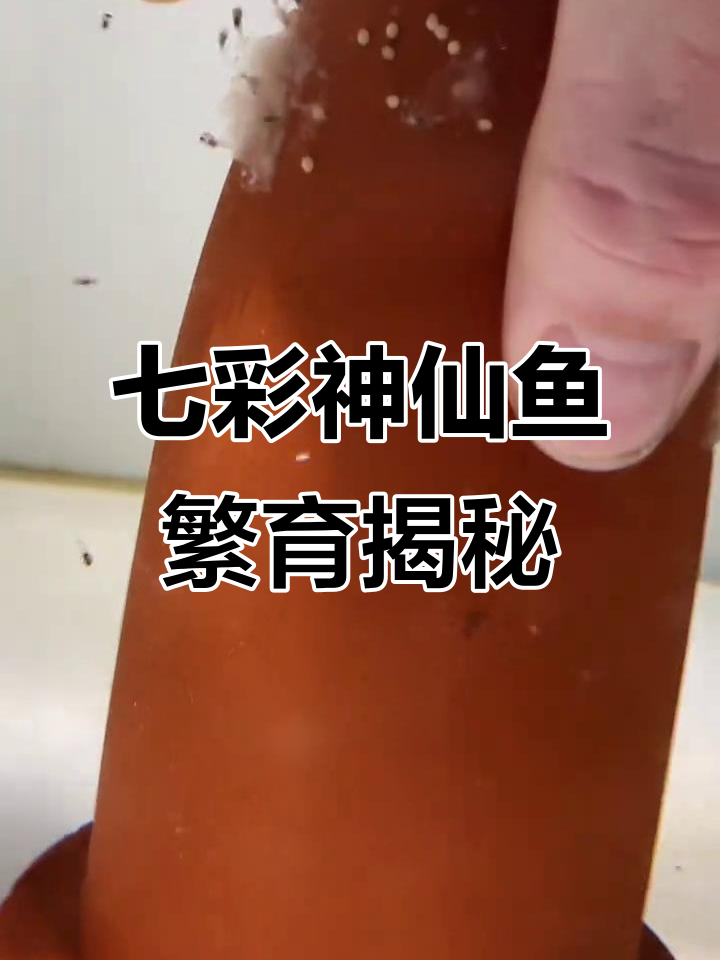 七彩神仙鱼繁殖全过程:从起飞到稳定上身