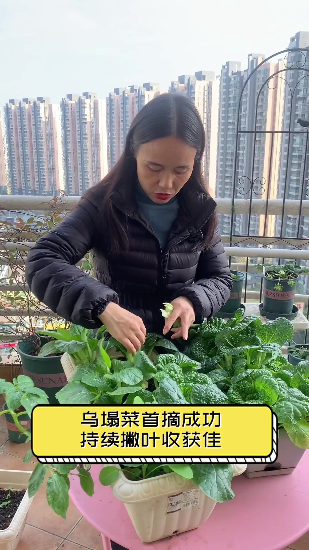 乌塌菜首摘成功,持续撇叶收获佳