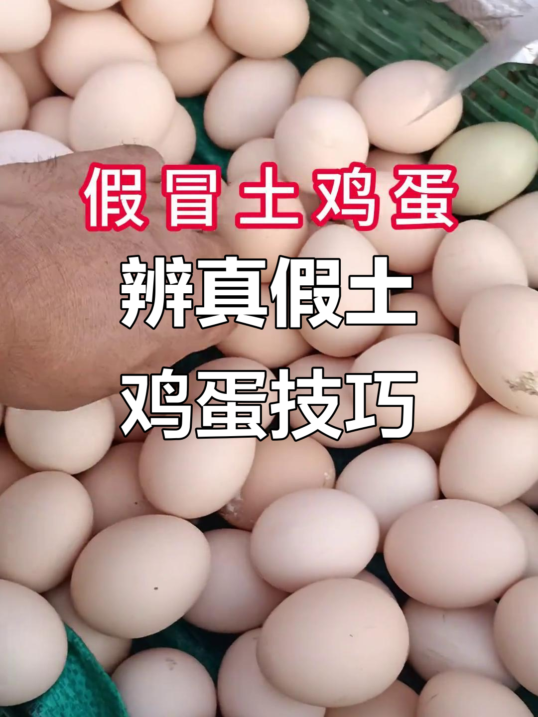 如何分辨真假土鸡蛋?一招教你辨别真伪