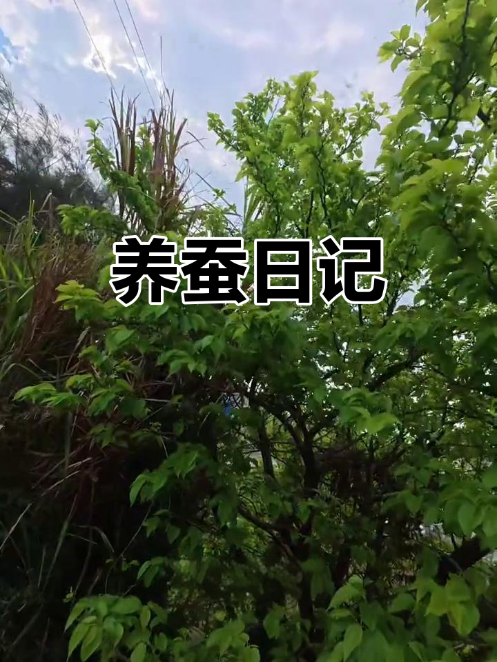 三年级养蚕任务,徒步中意外发现蚕宝宝的食物来源