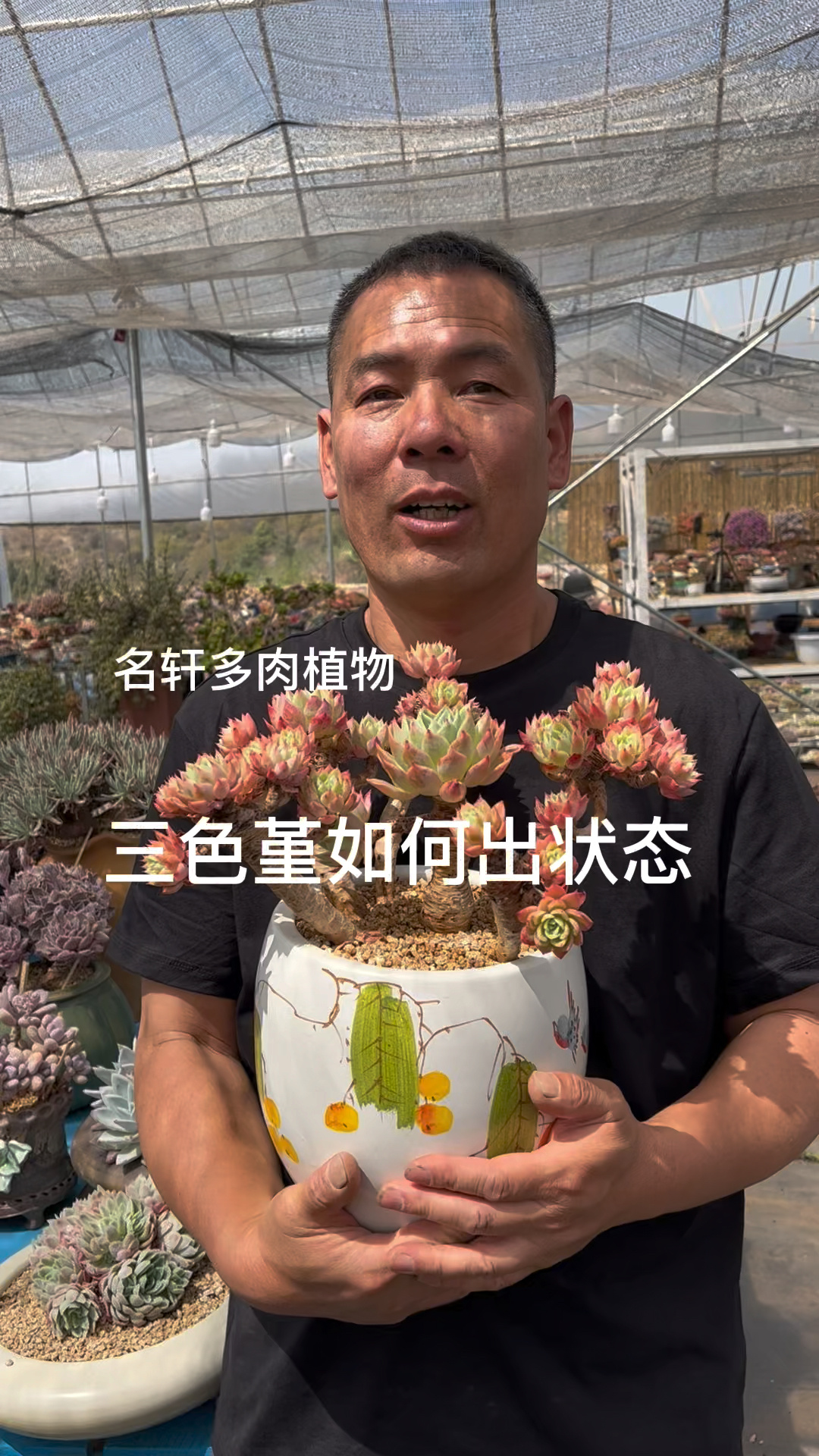 多肉植物三色堇如何状态