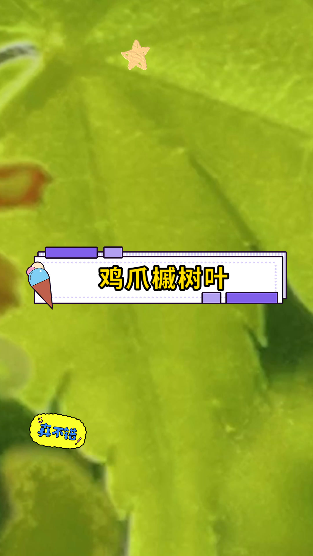 鸡爪槭树叶