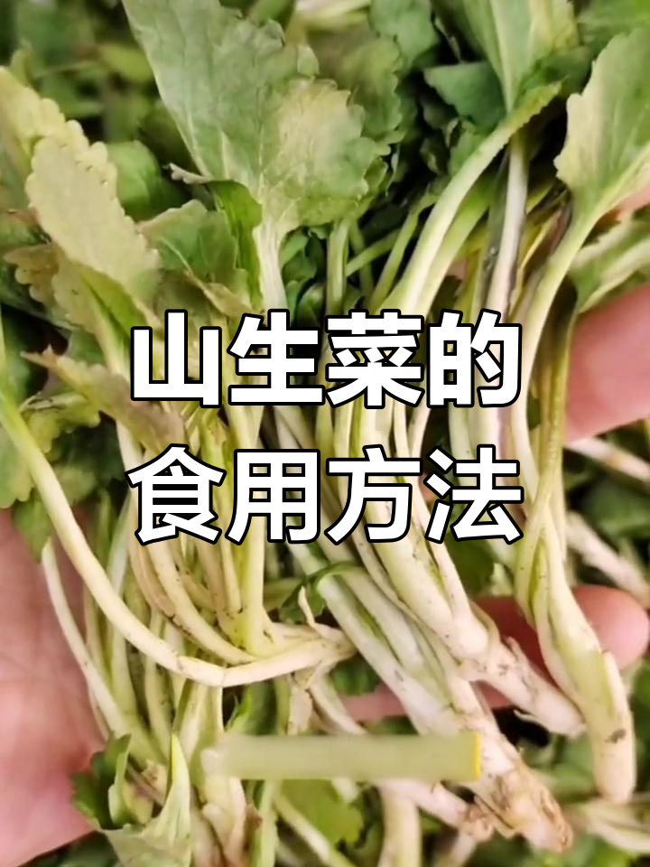 春季山野菜,大自然的馈赠