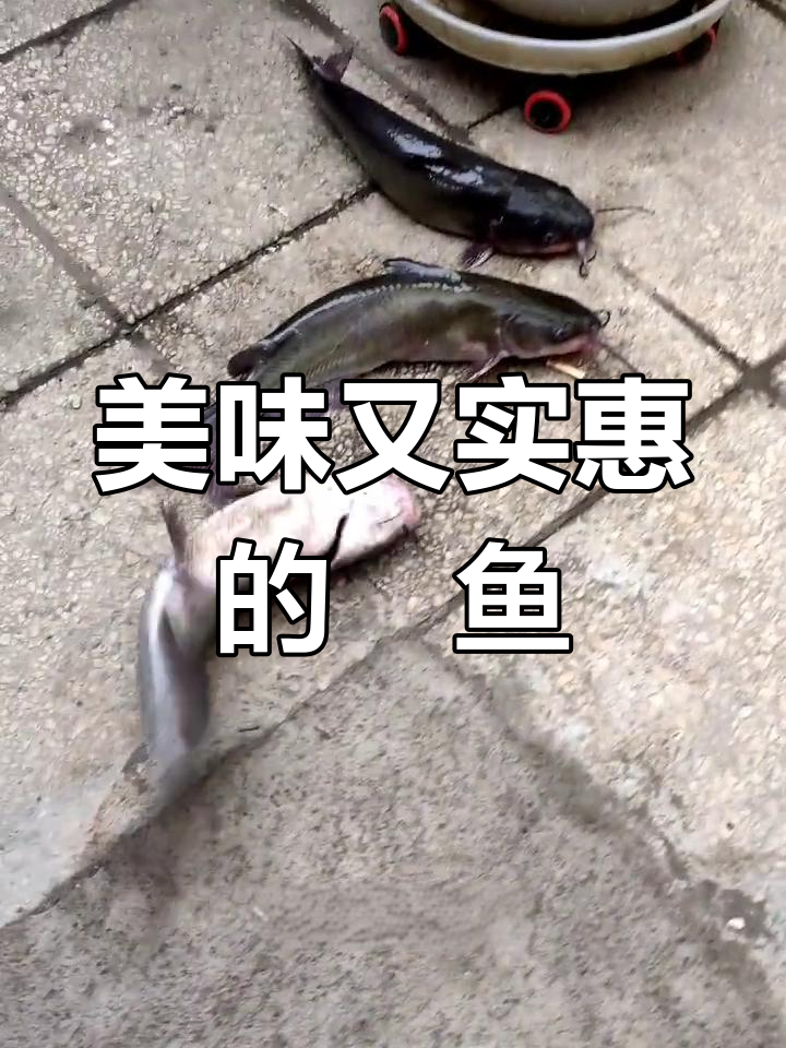 鮰鱼肉质鲜美,刺少易食,老少皆宜,性价比超高!