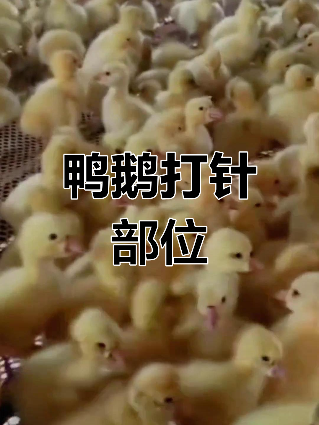 鸭鹅肌肉注射的正确位置