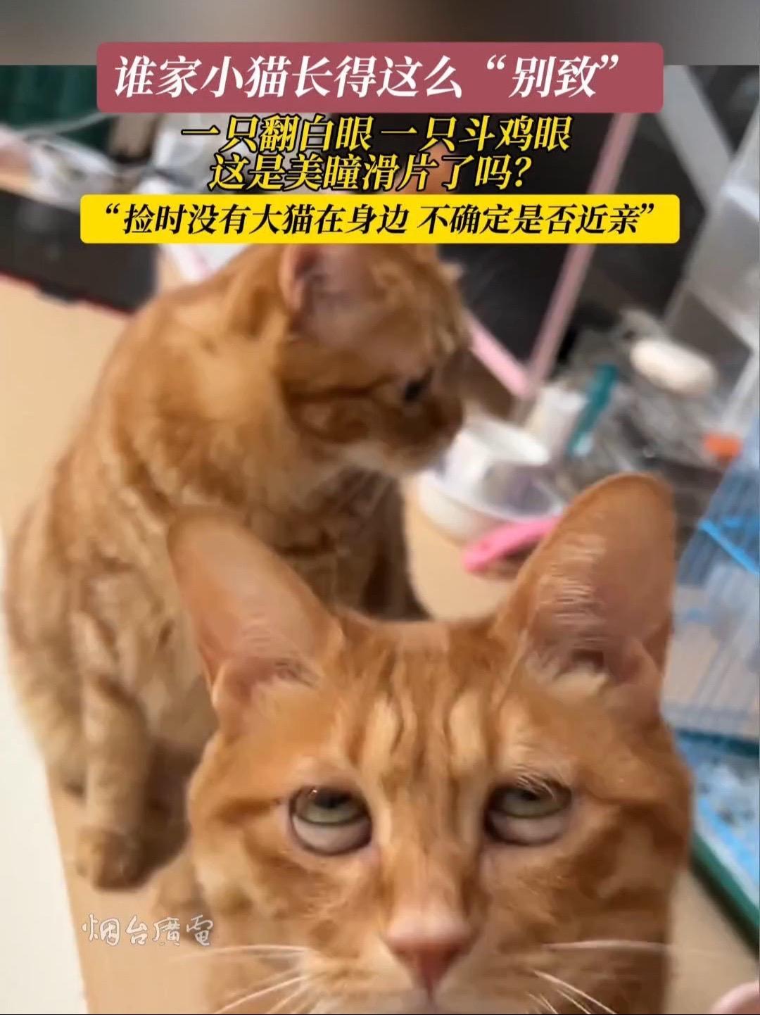 7月28日(采访时间),江苏。谁家小猫长得这么“别致”?一只翻白眼,一只斗鸡眼。家有大橘 